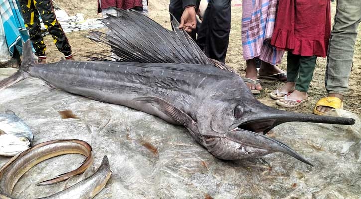 পোড়াদহ মেলায় ৪০ কেজির মারলিনের দাম ৬০ হাজার!